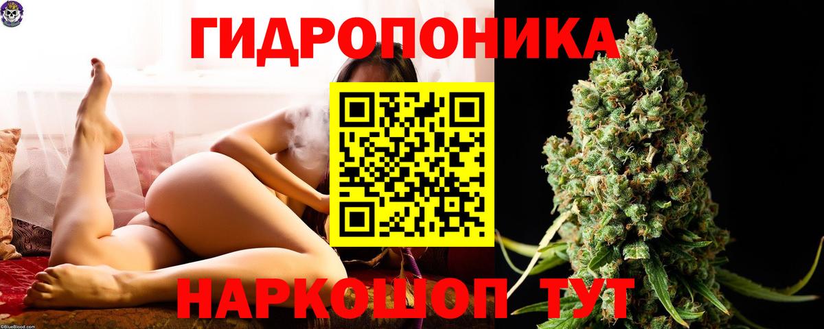 Каннабис OG Kush Знаменск